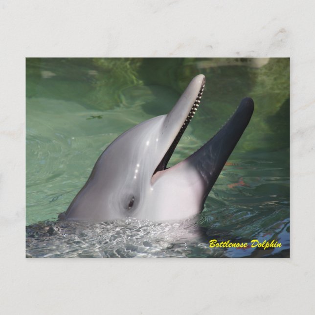 Postal Delfín de Bottlenose (Anverso)