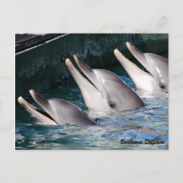 Postal Delfín de Bottlenose