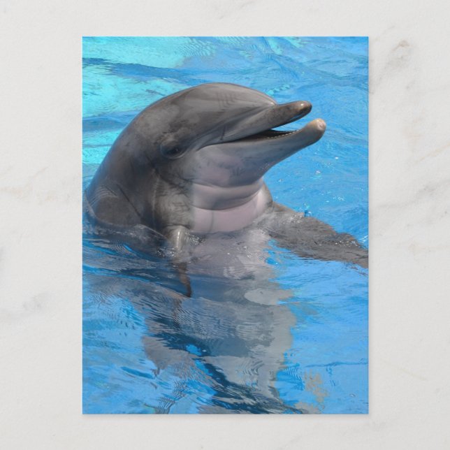 Postal Delfín de la Florida (Anverso)