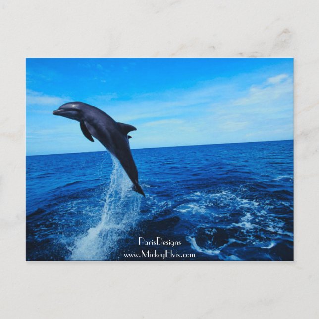 Postal Delfín de nariz de botella (Anverso)