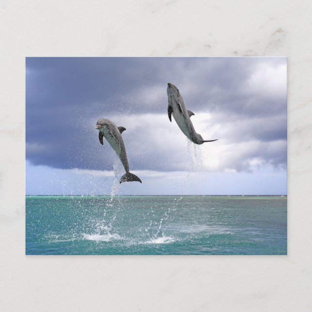 Postal Delfin, Delphin, Tuemmler Grosser, Tursiops 2 (Anverso)