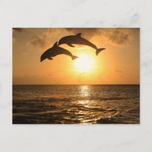 Postal Delfin, Delphin, un Tuemmler más grueso, Tursiops