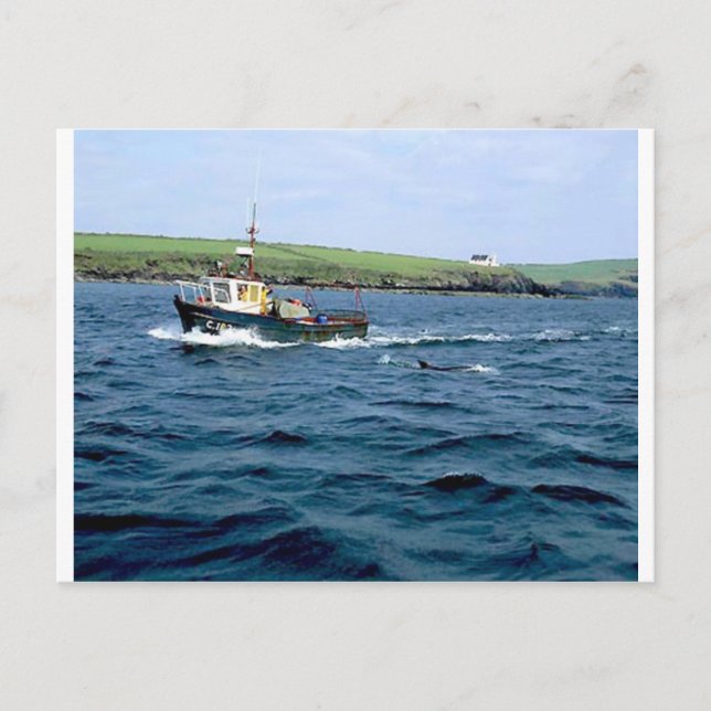 Postal Delfín hongi dingle (Anverso)