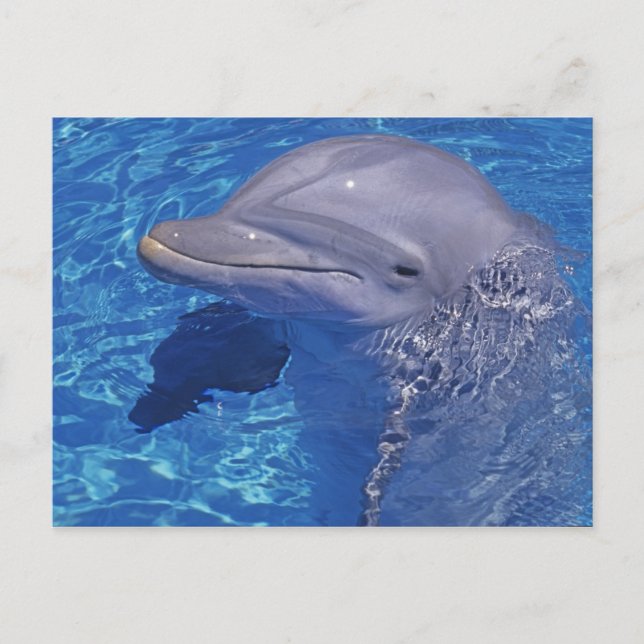 Postal Delfín Mular, Tursiops Truncatus (Anverso)