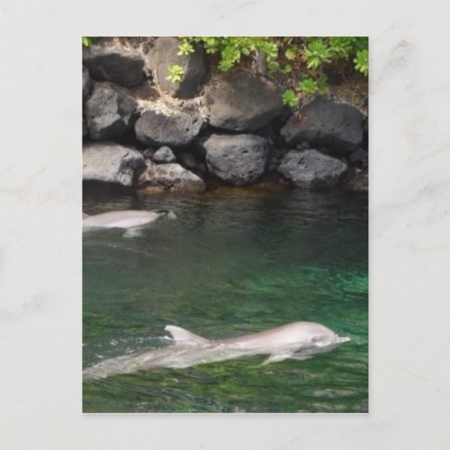 Postal Delfines (Anverso)