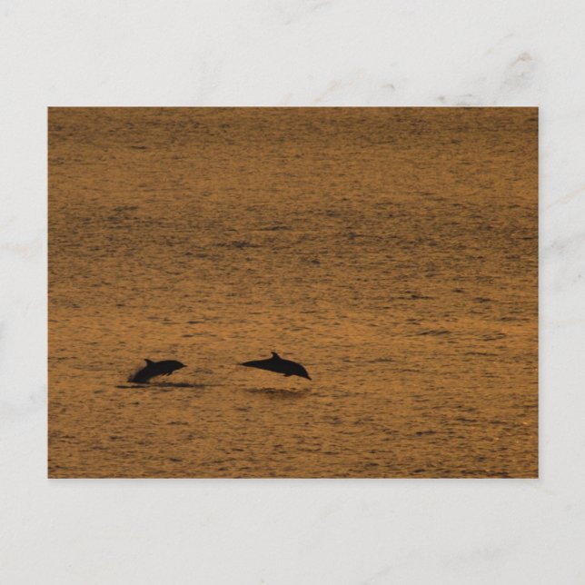 Postal Delfines al atardecer (Anverso)