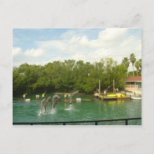 Postal Delfines bailando en Miami