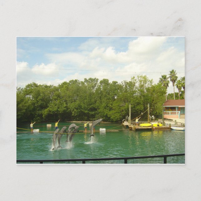 Postal Delfines bailando en Miami (Anverso)