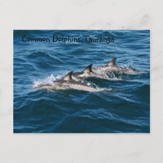 Postal Delfines comunes