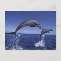 delfines de bottlenose del Caribe
