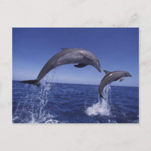 Postal delfines de bottlenose del Caribe