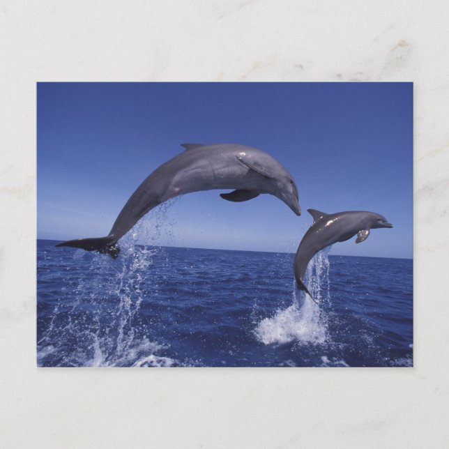 Postal delfines de bottlenose del Caribe (Anverso)