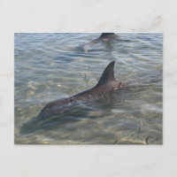 Delfines de Monkey Mia, WA