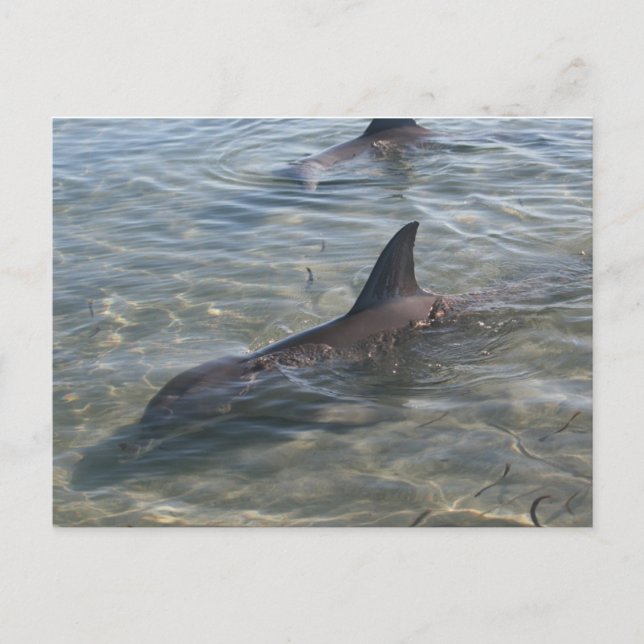 Postal Delfines de Monkey Mia, WA (Anverso)