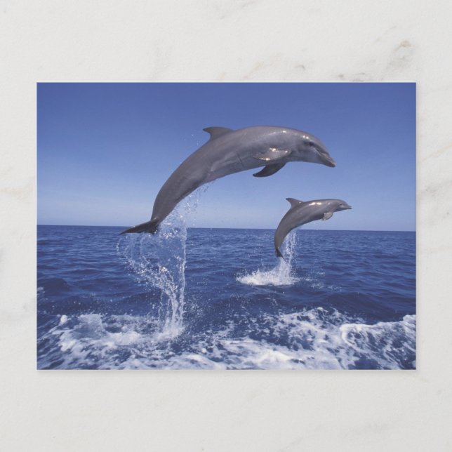 Postal delfines del Caribe, nariz de botella (Anverso)