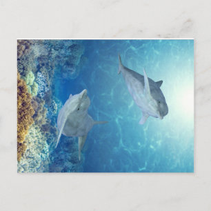 Postal delfines felices