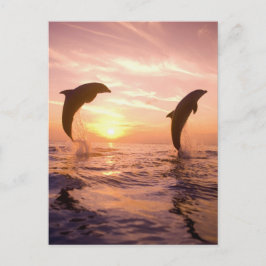 Postal Delfines mulares Tursiops truncatus
