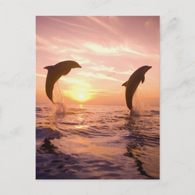 Postal Delfines mulares Tursiops truncatus (Anverso)