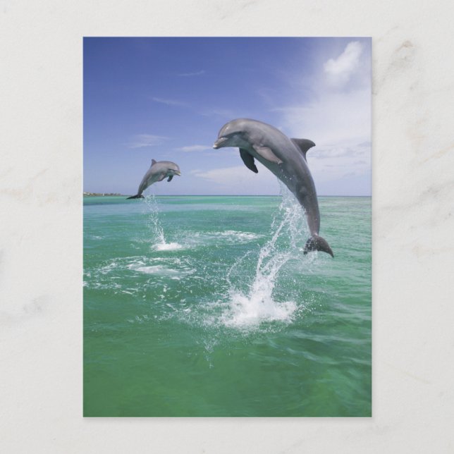 Postal Delfines mulares Tursiops truncatus (Anverso)