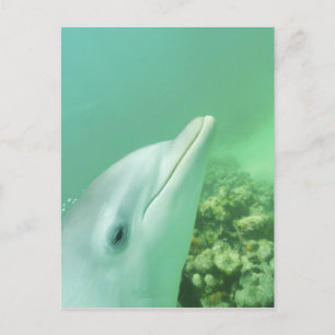 Postal Delfines mulares Tursiops truncatus