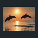 Postal Delfines románticos<br><div class="desc">Increíble carta animal mostrando a dos delfines saltando al atardecer.</div>