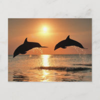 Delfines románticos