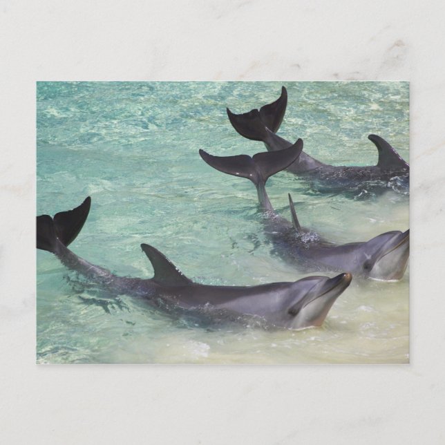Postal Delfines, Sea World, Costa de Oro, Queensland, (Anverso)