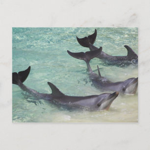 Postal Delfines, Sea World, Gold Coast, Queensland,