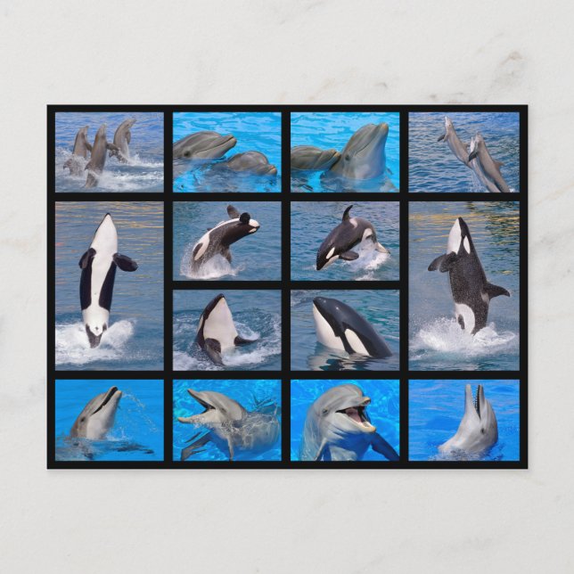 Postal Delfines y ballenas asesinas (Anverso)