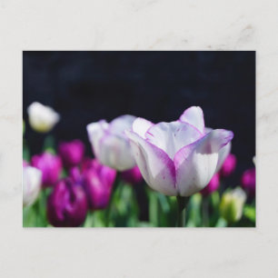 Postal delgada de Tulips