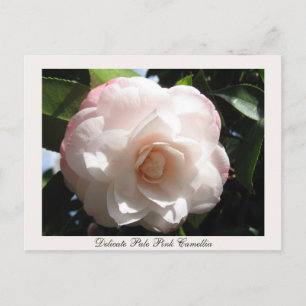 Postal Delicada Camellia rosa pálido