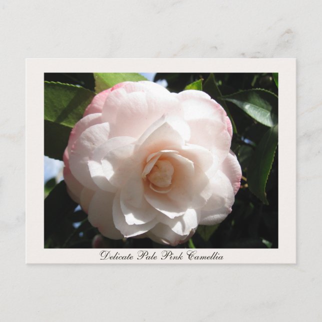 Postal Delicada Camellia rosa pálido (Anverso)
