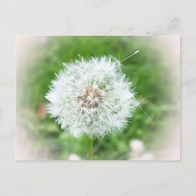 Postal delicada flor blanca (Anverso)