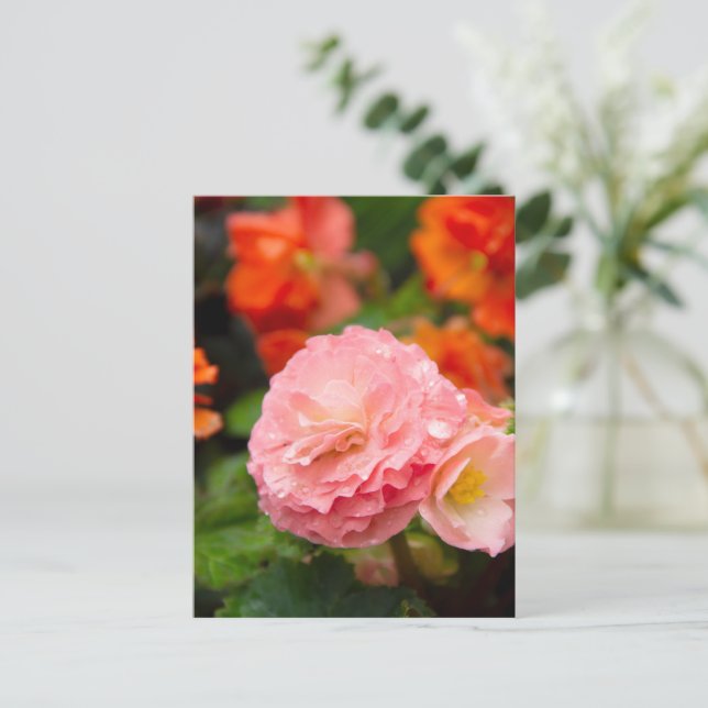 Postal Delicada flor rosa después de la lluvia  (Anverso de pie)