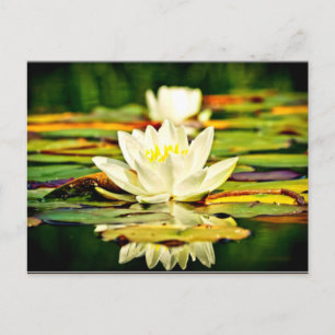 Postal Delicadas lirios amarillos y blancos pastel