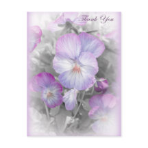 Delicados Pansies Púrpura Gracias Postcard