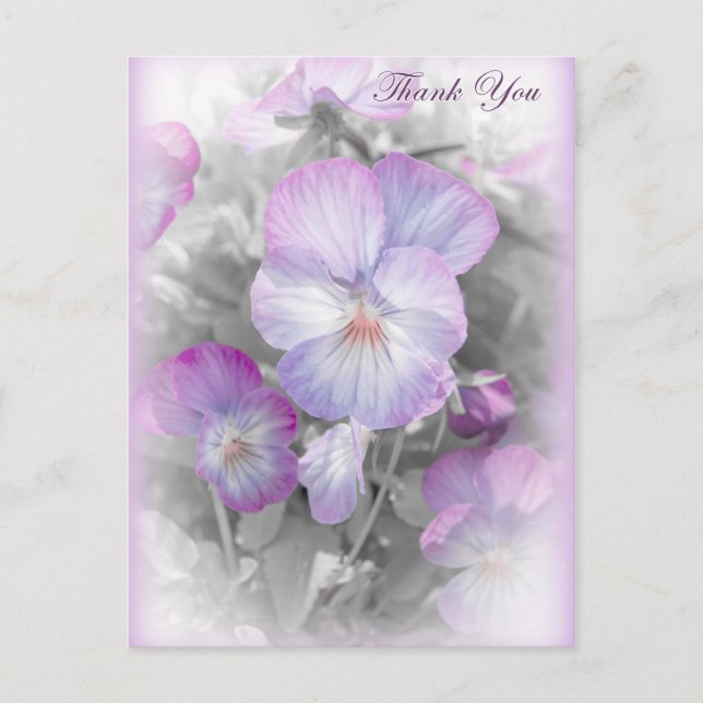 Postal Delicados Pansies Púrpura Gracias Postcard (Anverso)