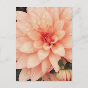Postal Delicate Dahlia