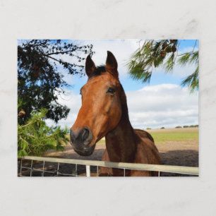 Postal Delicias_de_caballo,_tarjeta_postal