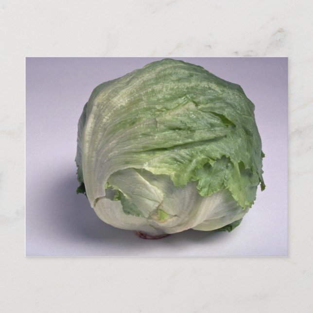 Postal Deliciosa lechuga de Iceberg (Anverso)