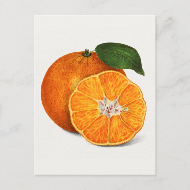 Postal Deliciosa pintura Naranja Tangerine Fruit (Anverso)
