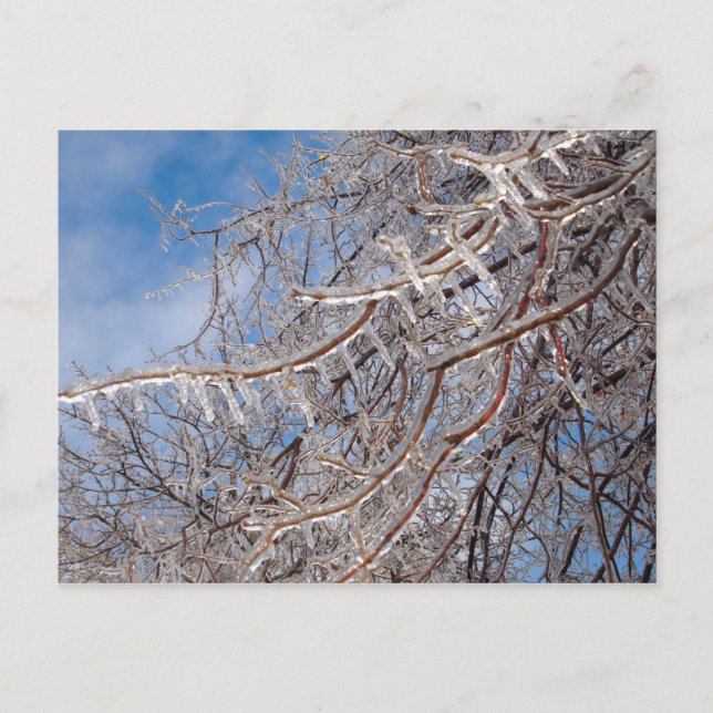 Postal Delmar Loop en diciembre (Anverso)