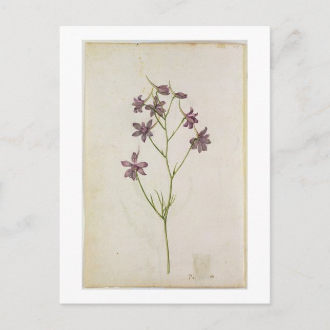 Postal Delphinium ajacis, c.1568 (Anverso)
