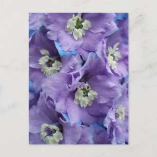 Postal Delphinium Morning Light