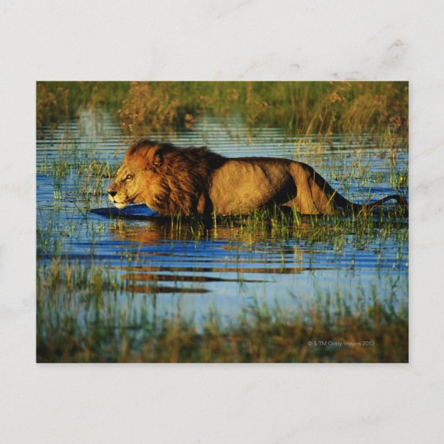 Postal Delta del Okavango, Botsuana 3 (Anverso)