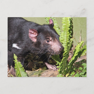 Postal Demonio de Tasmania, Australia