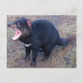 Postal Demonio de Tasmania - Postcard