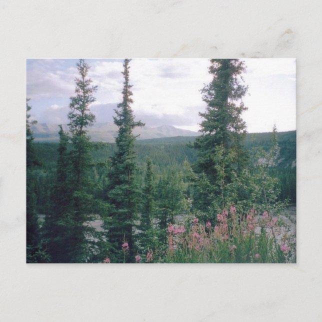 Postal Denali, Alaska (Anverso)