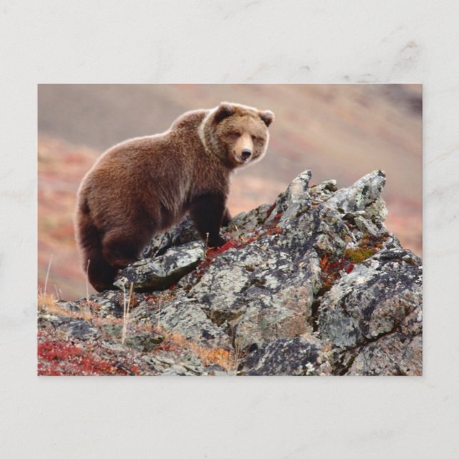 Postal Denali Brown Bear (Anverso)