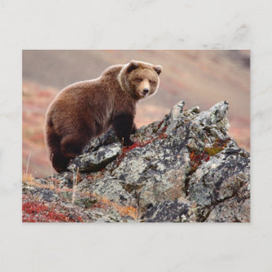 Postal Denali Brown Bear